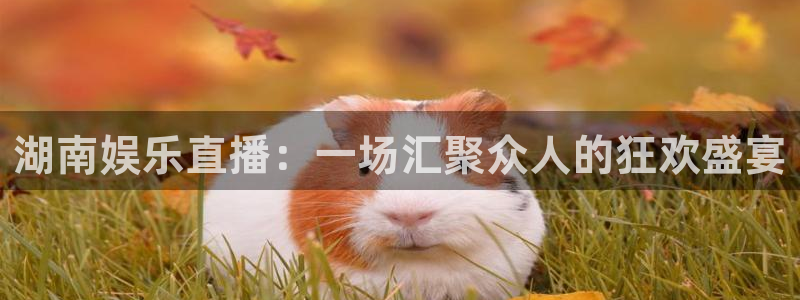 美狮贵宾会手机登录：湖南娱乐直播：一场汇聚众人的狂欢盛宴